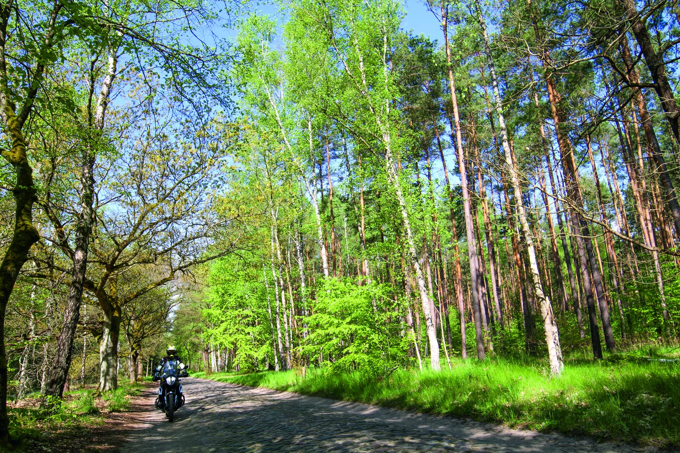 Motorrad auf einer Straße durch lichten Kiefern- und Birkenwald Motorrad auf einer Straße durch lichten Kiefern- und Birkenwald